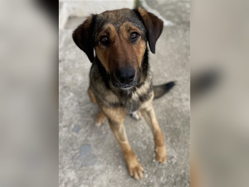 Rhea, geb. ca. 11/2021, lebt in GRIECHENLAND, auf einer privaten Pflegestelle
