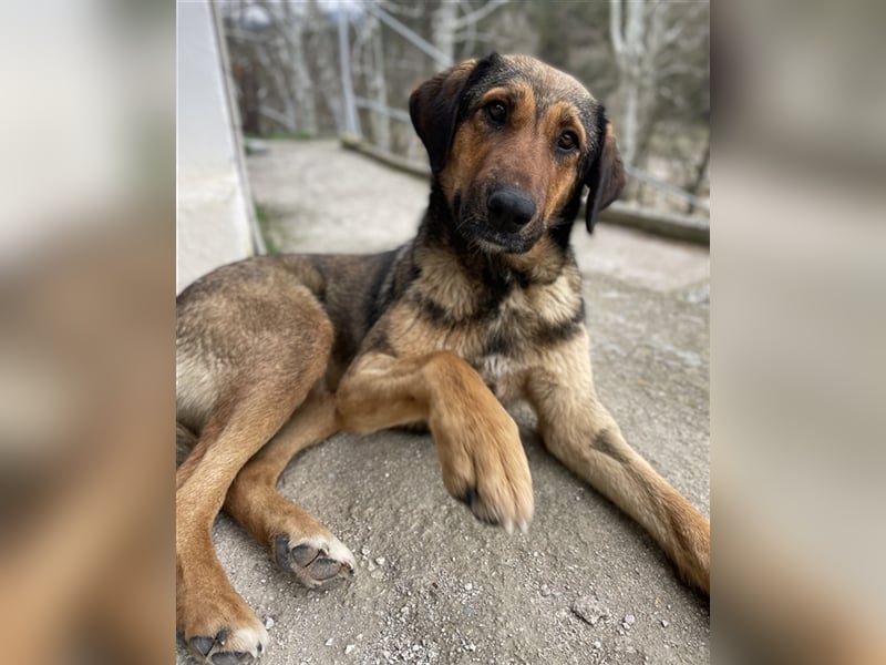 Rhea, geb. ca. 11/2021, lebt in GRIECHENLAND, auf einer privaten Pflegestelle