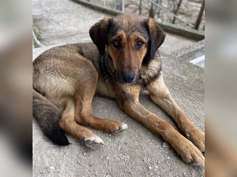 Rhea, geb. ca. 11/2021, lebt in GRIECHENLAND, auf einer privaten Pflegestelle
