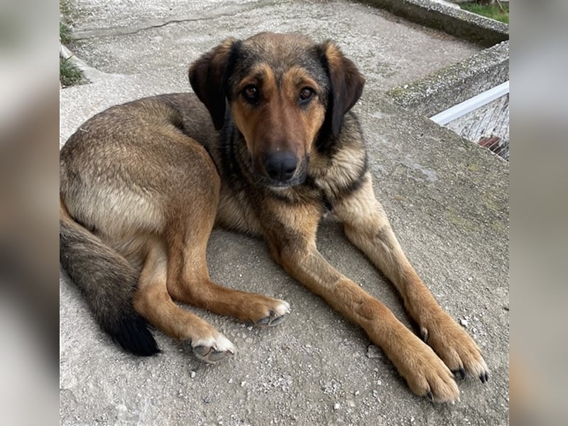 Rhea, geb. ca. 11/2021, lebt in GRIECHENLAND, auf einer privaten Pflegestelle