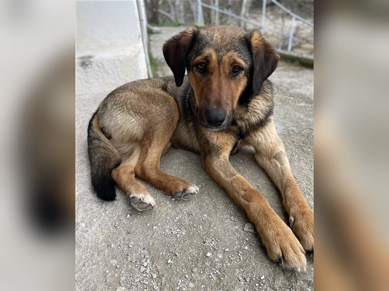 Rhea, geb. ca. 11/2021, lebt in GRIECHENLAND, auf einer privaten Pflegestelle