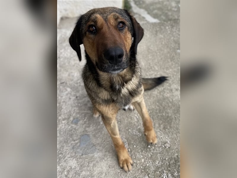 Rhea, geb. ca. 11/2021, lebt in GRIECHENLAND, auf einer privaten Pflegestelle