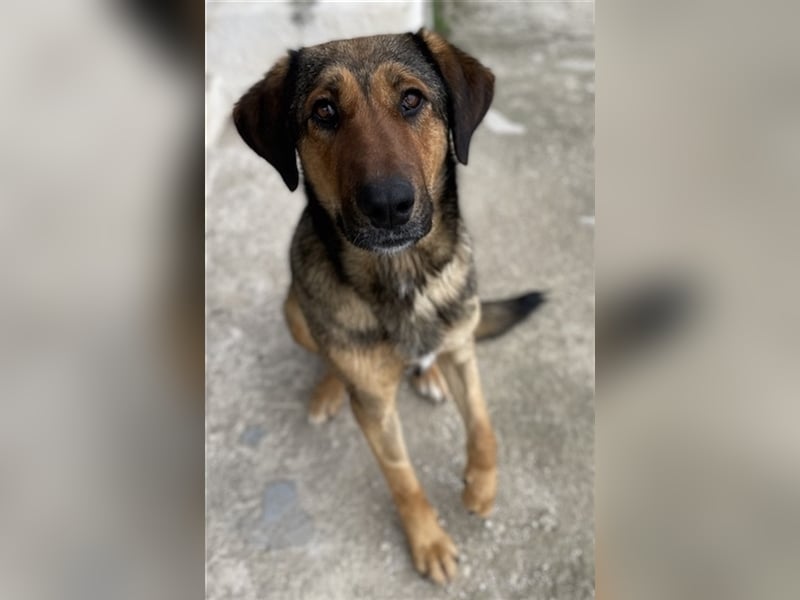 Rhea, geb. ca. 11/2021, lebt in GRIECHENLAND, auf einer privaten Pflegestelle