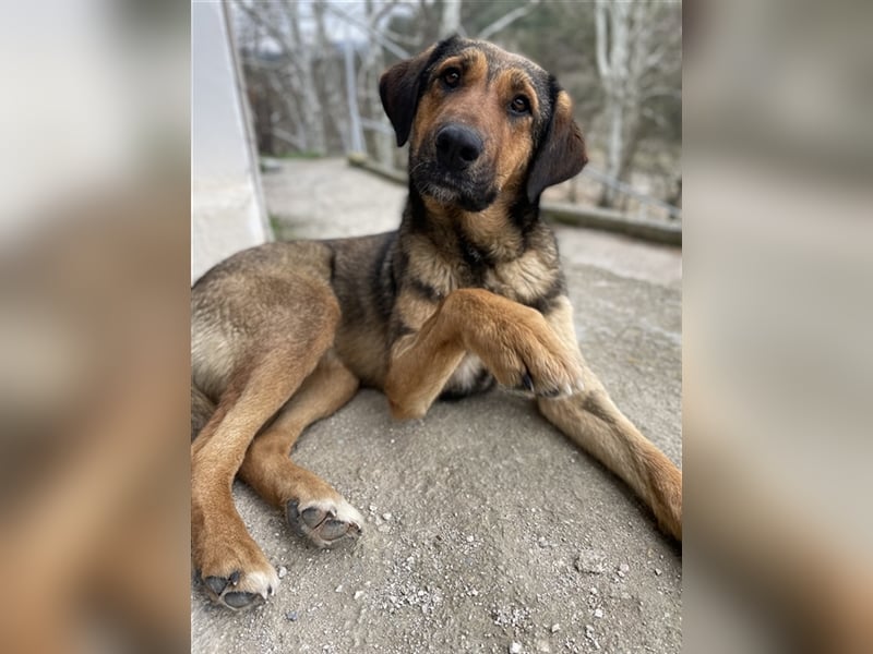 Rhea, geb. ca. 11/2021, lebt in GRIECHENLAND, auf einer privaten Pflegestelle