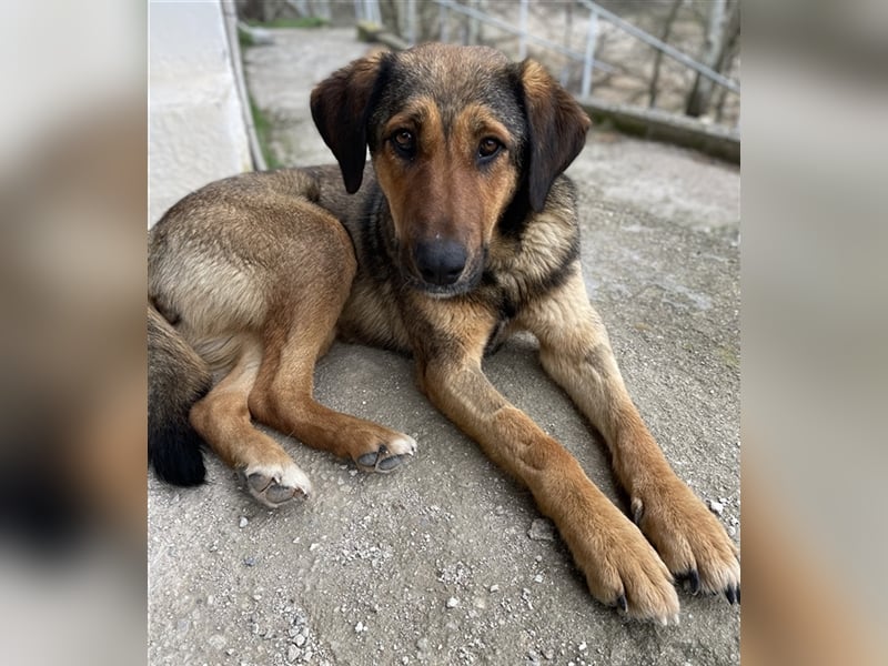 Rhea, geb. ca. 11/2021, lebt in GRIECHENLAND, auf einer privaten Pflegestelle