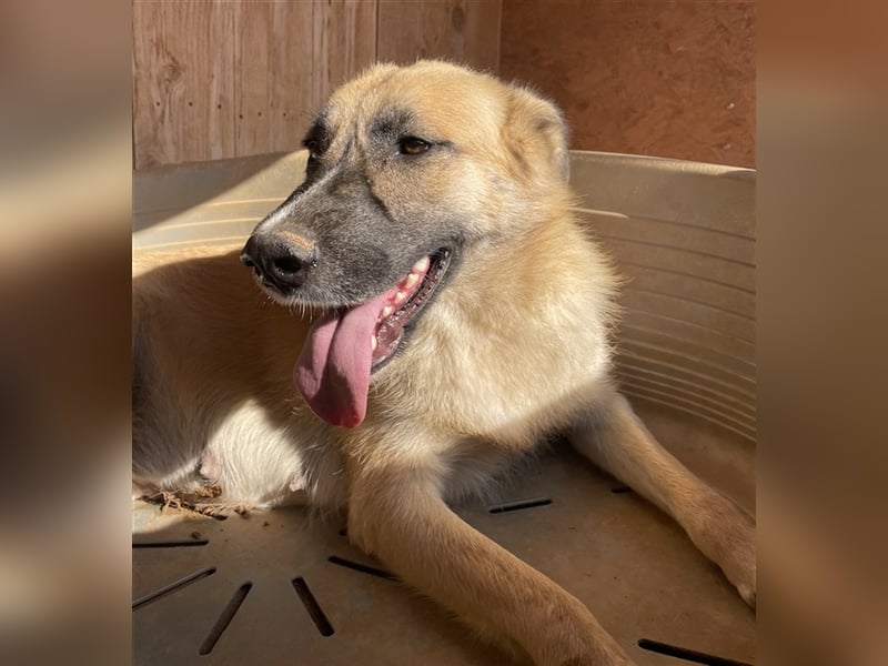 Iza, geb. ca. 11/2020, lebt in GRIECHENLAND, auf einem Gelände, auf dem die Hunde notdürftig versorg