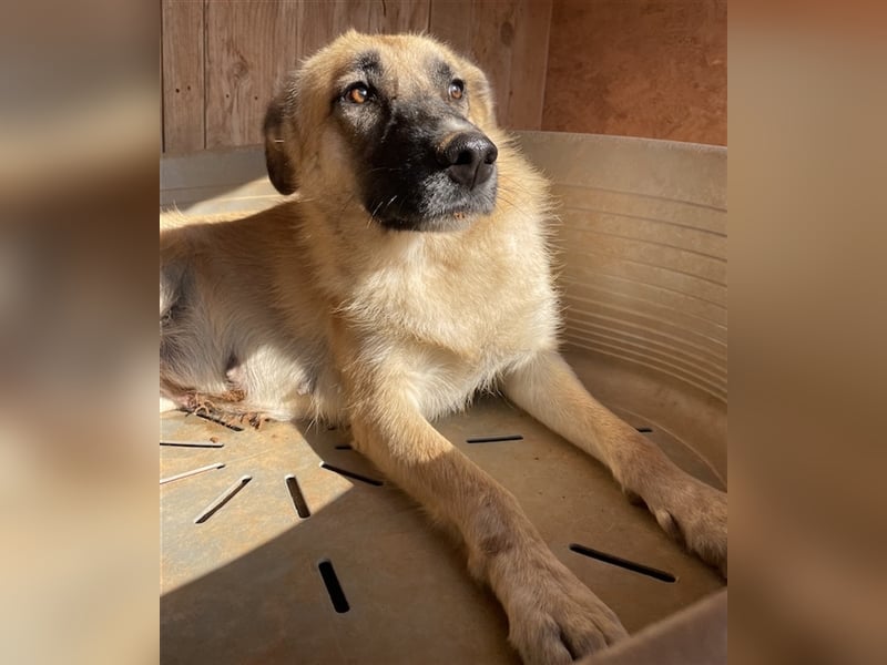 Iza, geb. ca. 11/2020, lebt in GRIECHENLAND, auf einem Gelände, auf dem die Hunde notdürftig versorg