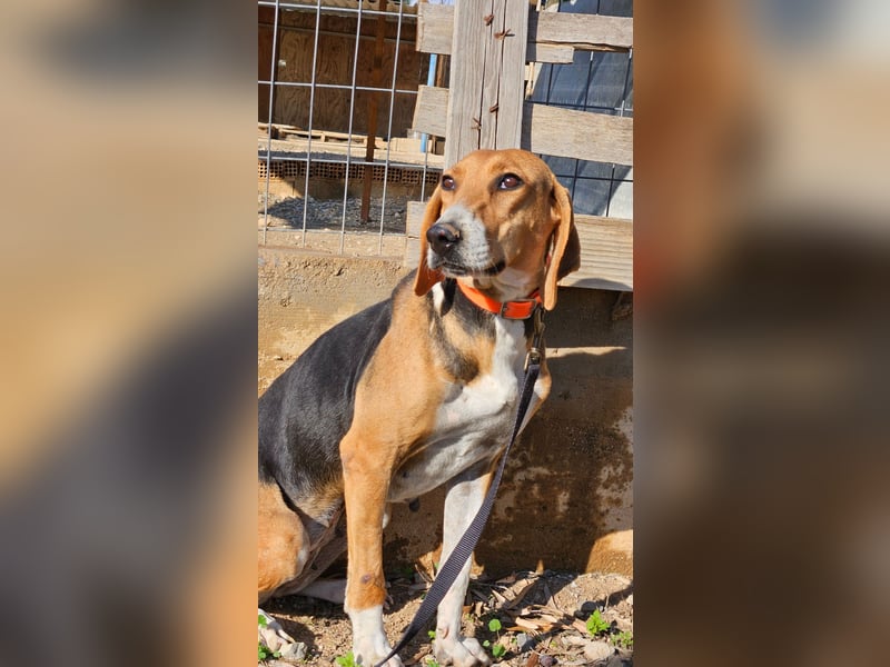  MARGO – eine sanfte Beagle-Seele sucht ihr Für-Immer-Zuhause 