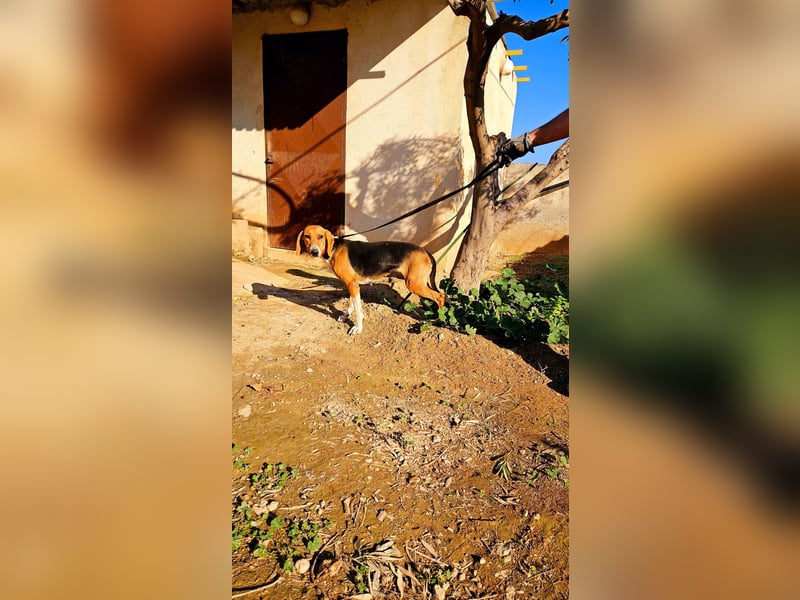  MARGO – eine sanfte Beagle-Seele sucht ihr Für-Immer-Zuhause 