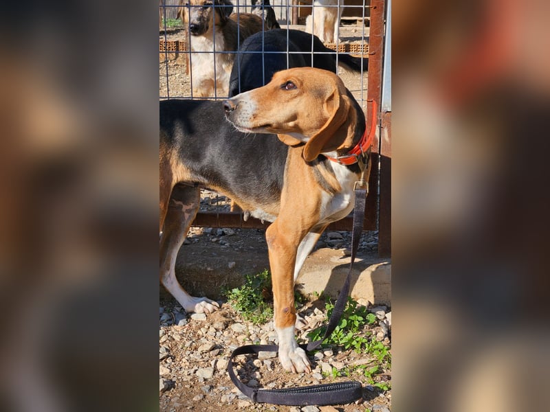  MARGO – eine sanfte Beagle-Seele sucht ihr Für-Immer-Zuhause 