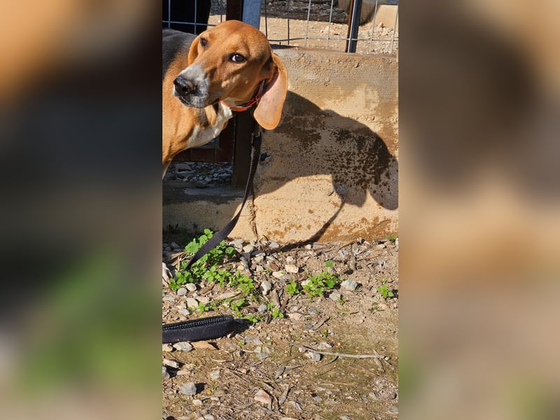  MARGO – eine sanfte Beagle-Seele sucht ihr Für-Immer-Zuhause 