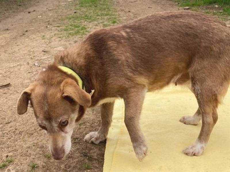 *Reserviert* Sousou - kleine Menschenfreundin