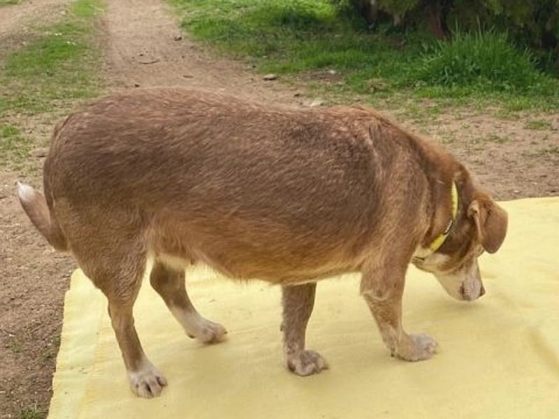 *Reserviert* Sousou - kleine Menschenfreundin