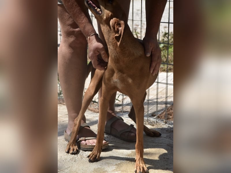 Treue Weggefährtin DANAI (4 Jahre) sucht ein Zuhause