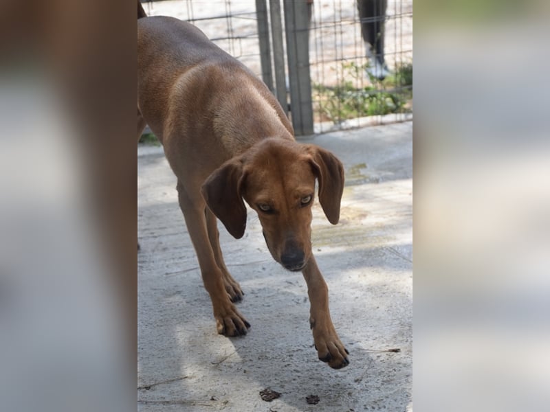 Treue Weggefährtin DANAI (4 Jahre) sucht ein Zuhause