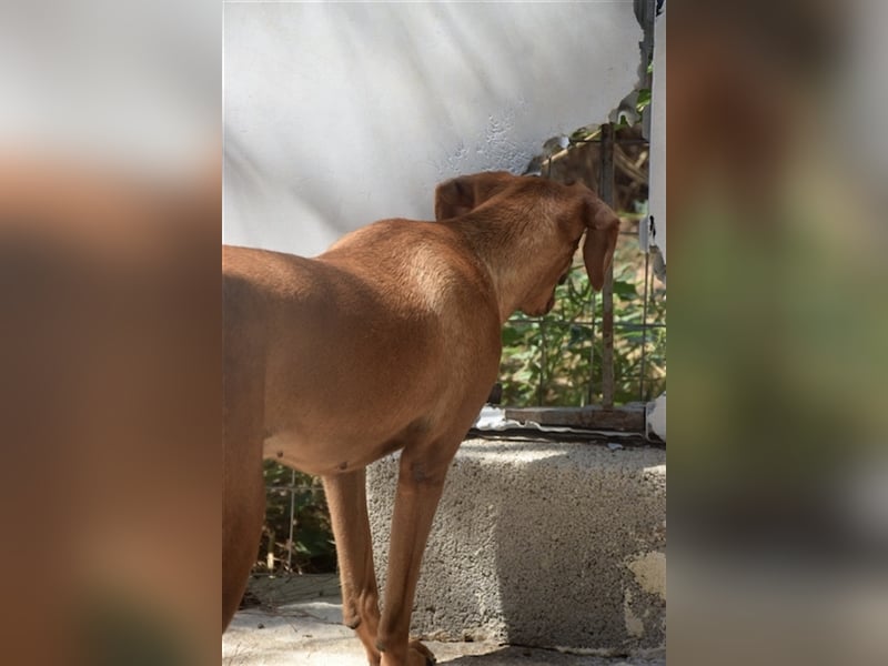 Treue Weggefährtin DANAI (4 Jahre) sucht ein Zuhause