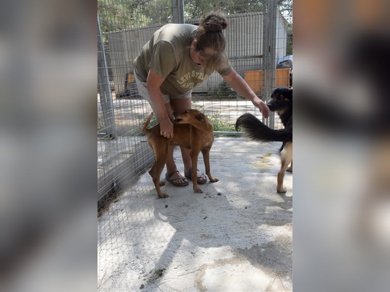 Treue Weggefährtin DANAI (4 Jahre) sucht ein Zuhause