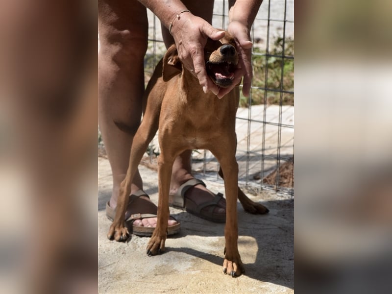 Treue Weggefährtin DANAI (4 Jahre) sucht ein Zuhause