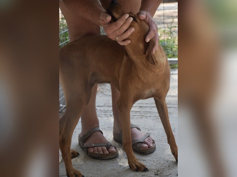 Treue Weggefährtin DANAI (4 Jahre) sucht ein Zuhause