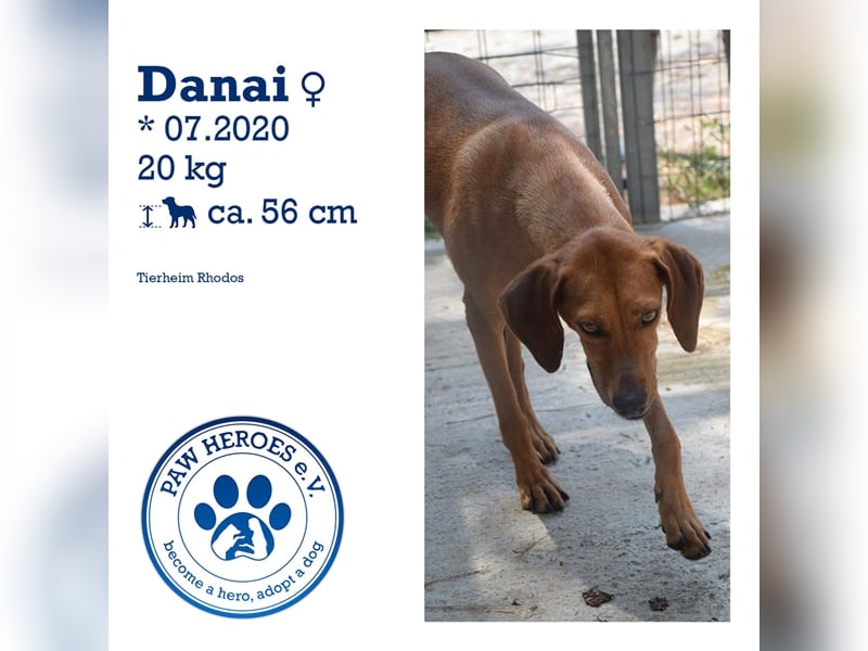 Treue Weggefährtin DANAI (4 Jahre) sucht ein Zuhause