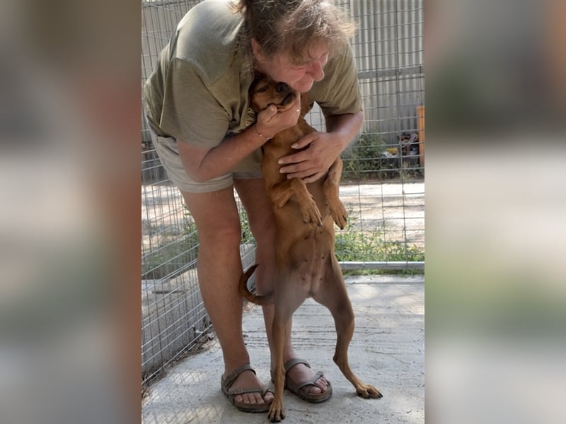 Treue Weggefährtin DANAI (4 Jahre) sucht ein Zuhause
