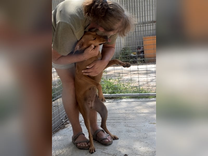 Treue Weggefährtin DANAI (4 Jahre) sucht ein Zuhause