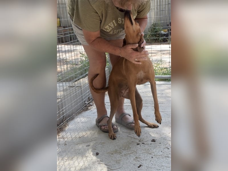 Treue Weggefährtin DANAI (4 Jahre) sucht ein Zuhause
