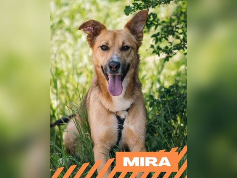 Mira - weiblich, kastriert  geb. ca. 2022
