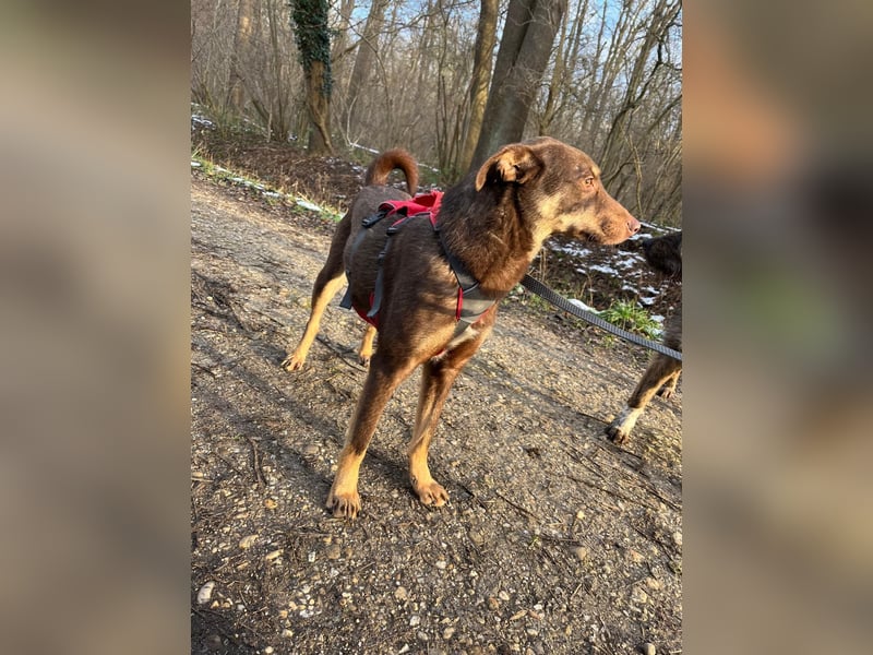 Malika , ein Schatz auf 4 Beinen
