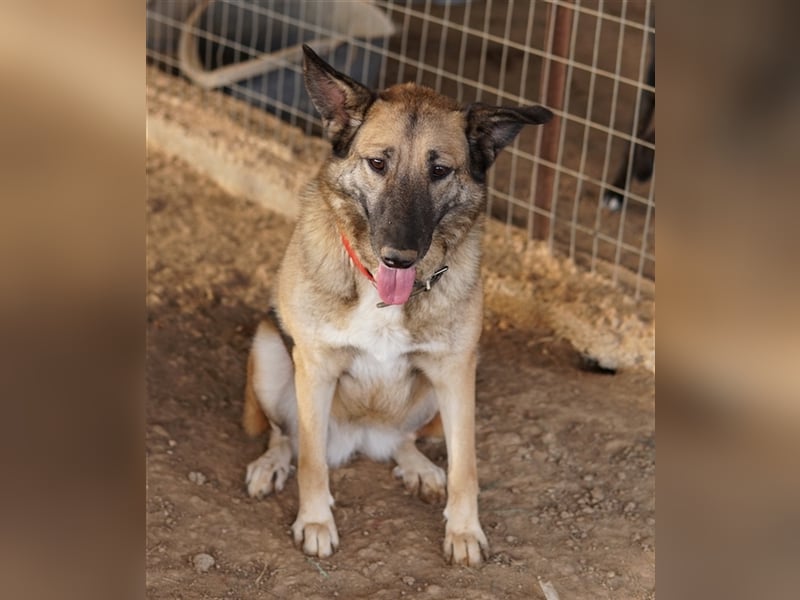 Butternut, geb. ca. 12/2020, lebt in GRIECHENLAND, auf einem Gelände, auf dem die Hunde notdürftig v