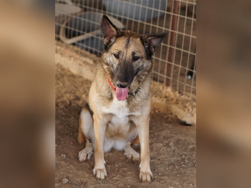 Butternut, geb. ca. 12/2020, lebt in GRIECHENLAND, auf einem Gelände, auf dem die Hunde notdürftig v