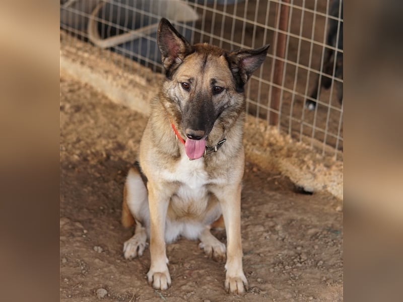 Butternut, geb. ca. 12/2020, lebt in GRIECHENLAND, auf einem Gelände, auf dem die Hunde notdürftig v