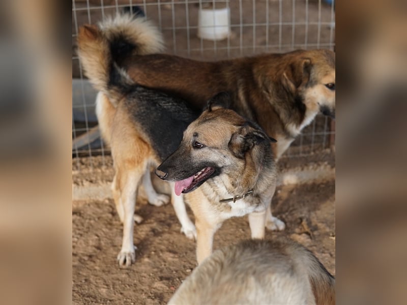 Butternut, geb. ca. 12/2020, lebt in GRIECHENLAND, auf einem Gelände, auf dem die Hunde notdürftig v