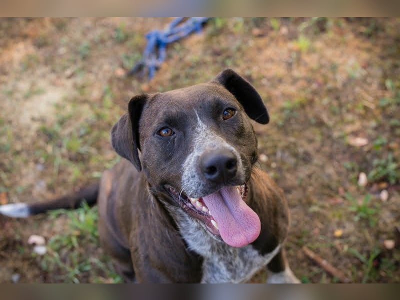 Lady: Ein Hund zum Verlieben