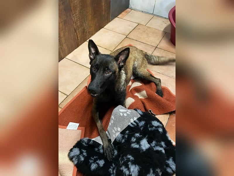 Chip 245165: Sucht ein Zuhause