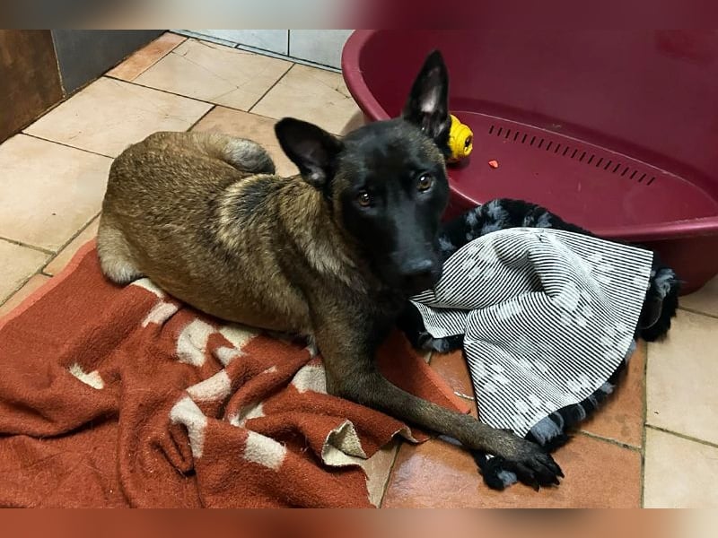 Chip 245165: Sucht ein Zuhause