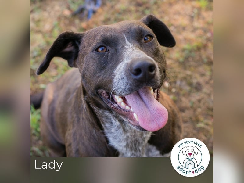 Lady: Ein Hund zum Verlieben