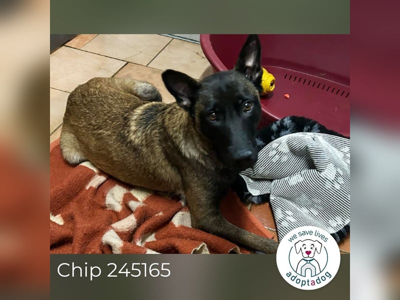 Chip 245165: Sucht ein Zuhause
