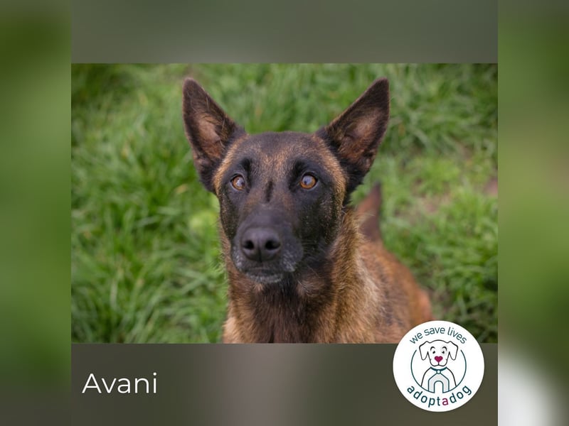Avani: Kleine Hündin mit großem Herz