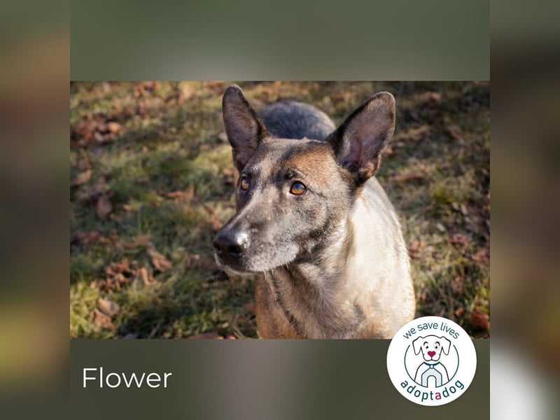 Flower-  Liebevolle Malinois-Mix-Hündin sucht ein geborgenes Zuhause
