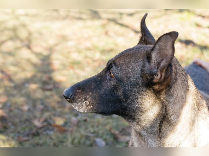 Flower-  Liebevolle Malinois-Mix-Hündin sucht ein geborgenes Zuhause