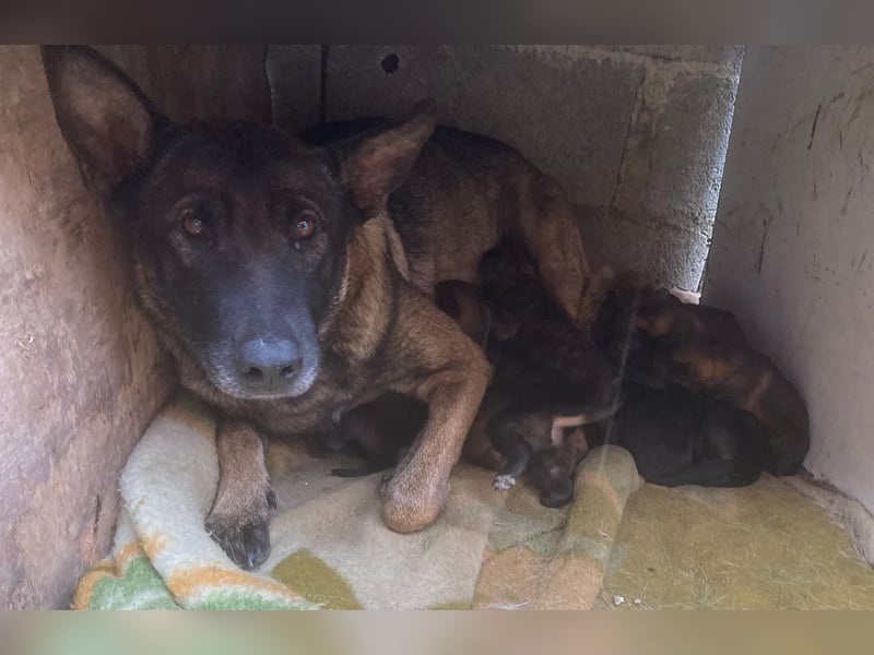 Flower-  Liebevolle Malinois-Mix-Hündin sucht ein geborgenes Zuhause