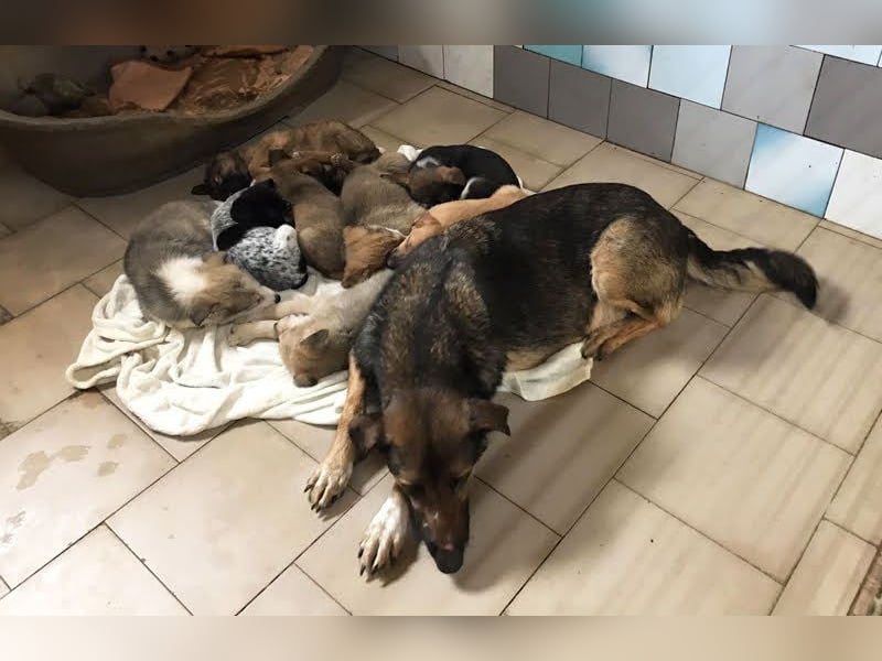 Priya: Schenke mir Liebe!