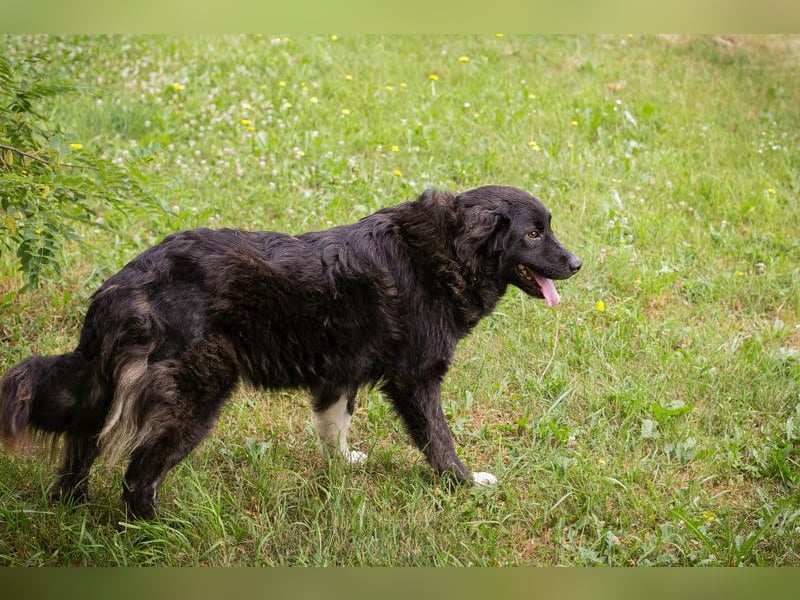 Frieda: Eine liebevolle Frohnatur