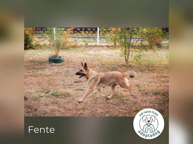 Fente: ein Juwel voller Liebe