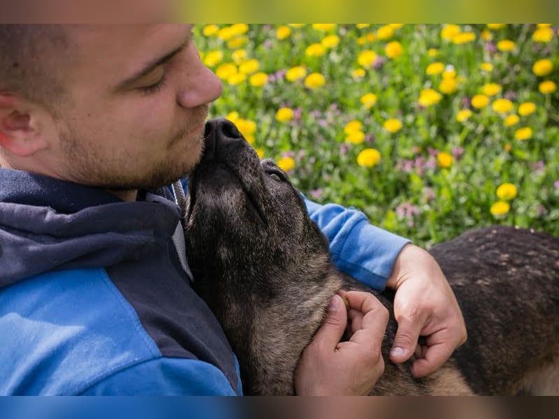 Flower-  Liebevolle Malinois-Mix-Hündin sucht ein geborgenes Zuhause