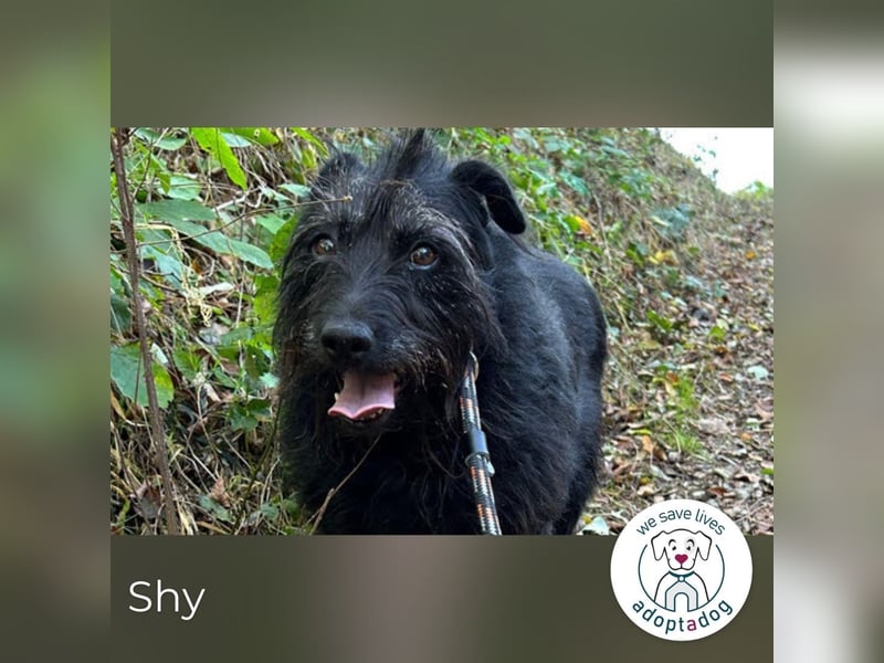 Shy Shani: Sucht geduldige Zweibeiner