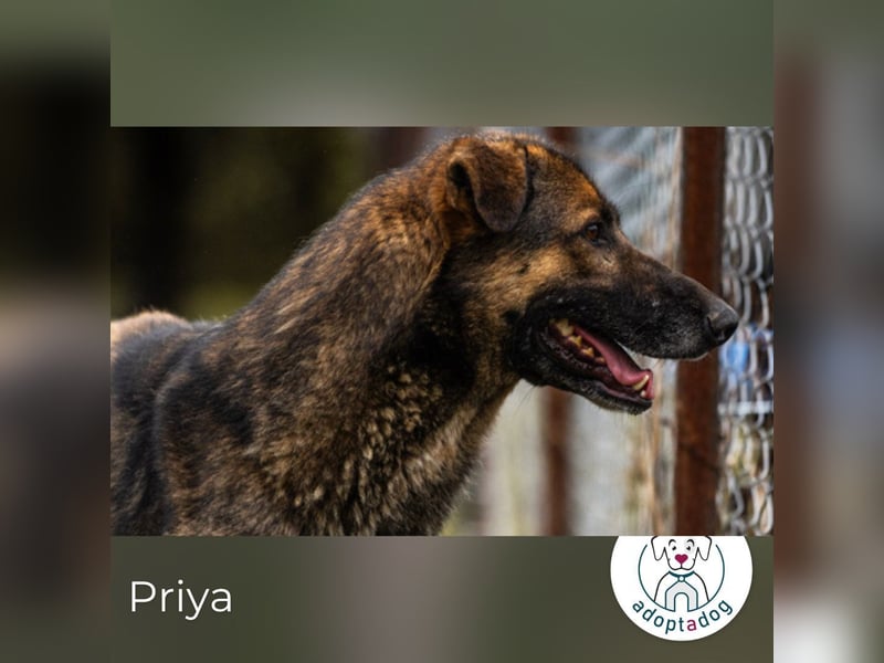 Priya: Schenke mir Liebe!
