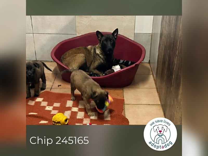 Chip 245165: Sucht ein Zuhause
