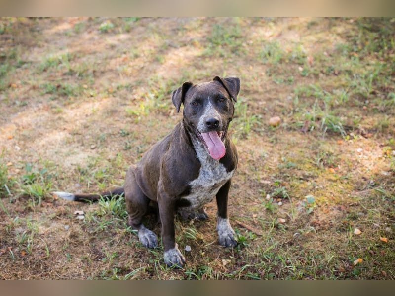 Lady: Ein Hund zum Verlieben